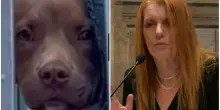 Pitbull morto nel garage, video choc. “Il cane Diego segregato sul balcone, immagini strazianti”