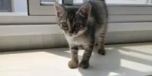 Gattino ucciso, scatta la manifestazione contro la violenza sugli animali