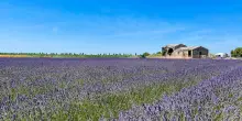 La fioritura della lavanda colora il Veneto: ecco dove