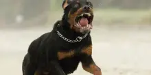 Turisti ebrei aggrediti a Venezia: schiaffi, insulti e il rottweiler aizzato contro