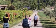 Tra i vigneti alla scoperta del territorio con le iniziative dei Percorsi del Savio