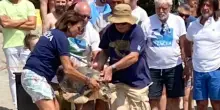 Dopo il salvataggio, liberata la tartaruga al Circolo Nautico Volano