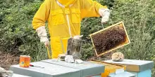 Il miele e le api, venerdì il laboratorio