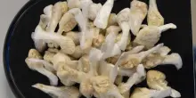Un altro sequestro di droga: eroina e cocaina nella fioriera