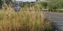 Erba alta sulle Provinciali. Interventi in arrivo