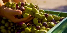 Disastro olio in Romagna: il raccolto delle olive è a rischio. Cosa succede?