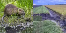 Una voragine sull’argine nel Ferrarese, è colpa delle nutrie. E la risaia resta a secco