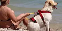 Ravenna, orari e regole per i cani in spiaggia