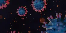 Due casi di Chikungunya a Bentivoglio (Bologna): ma non è un focolaio autoctono