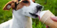 Lettori e cagnolini. Gelato gratis per tutti con i gusti di "Juri"