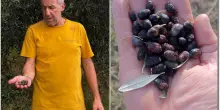 L’anno nero dell’olio: mosca e lebbra nelle olive, raccolto distrutto