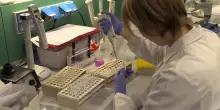 Chikungunya a Modena: i casi continuano a salire, dove sono le zone con positivi