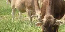 l raggiri degli agricoltori. Ue truffata per 17 milioni
