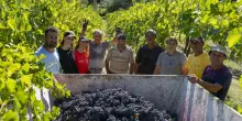 Dalla Danimarca a Imola, 2 ragazze arrivano per fare la vendemmia: “Esperienza unica”