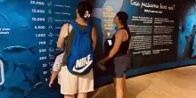 Incontro ravvicinato con gli squali toro dell’Acquario