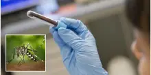 Paura West Nile, donna in prognosi riservata con encefalite