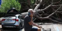 I pini di Milano Marittima: quanti erano? Quanti sono caduti? E perché sono il simbolo della cittadina?
