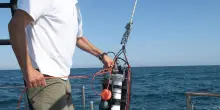 La ’febbre’ del mare: "Adriatico tropicale, i pesci scappano al largo"