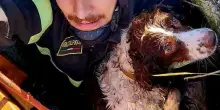Modena, cane precipita in un pozzo. Salvato dai vigili del fuoco