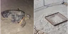 Quando nascono le tartarughe a Riccione, le previsioni degli esperti