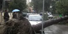 Pini marittimi sotto osservazione