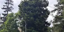 In sicurezza la sequoia di via Vittorio Emanuele Orlando