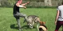 Prende a calci un cane: “Non è addestramento”