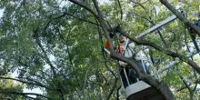"Taglio di alberi, servono comunicazioni preventive"