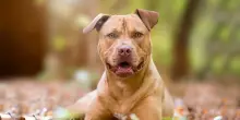 Madre e figlia azzannate in casa dal loro pitbull