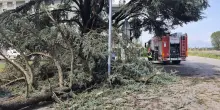 Raffiche di vento e pioggia forte. Alberi sulle strade, vigili al lavoro