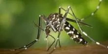 I consigli per evitare la West Nile: "Nessuna psicosi, usate i larvicidi"