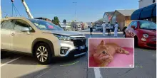 Incidente frontale al porto: 2 feriti, salvo il gattino nella 500