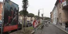 "A Ravenna i pini sono parte della nostra storia. Ma i lecci più adatti"