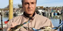 Vongole, il mare butta giù i recinti: "Divorate da milioni di granchi blu"
