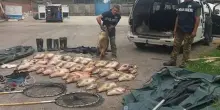 Pesca con l’elettroshock, in 3 ore 101 carpe. Presi i bracconieri
