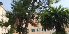Piazze Cavour e Stamira. Giù altri due alberi: "Così sono pericolosi"