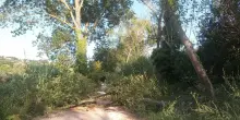 Ciclopedonale bloccata. Decine gli alberi caduti dopo le raffiche di vento
