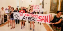 Taglio alberi, gli ambientalisti diffidano il Comune di Bologna