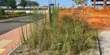 Nuovo parcheggio in stazione. Poche auto, erba alta ovunque. FdI: "Totale degrado e incuria"