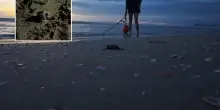 Tartarughe di Riccione: le prime nascite nonostante il maltempo / Video