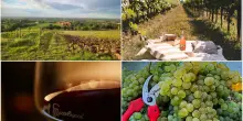 Cantine aperte 2025 in Emilia-Romagna, un weekend all'insegna del vino: dove andare