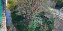Piante nei fossi: "Abbiamo paura di un’alluvione"