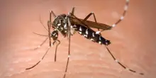 Chikungunya, altra impennata di casi: sono 41
