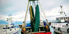 Mercato ittico in crisi: ora anche il maltempo