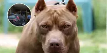 Azzannato da un pitbull, grave bimbo di 4 anni