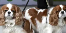 Cani di razza, niente frode. Assolti i due allevatori