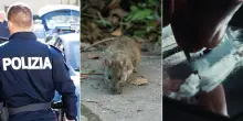 Topo morto e cocaina: multato un noto locale