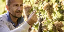 Gambero Rosso, ’tre bicchieri’ alla Cantina Celli