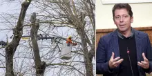 Alberi abbattuti in città, oltre 300 da inizio anno. FdI: “Così è uno scempio”