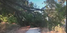 Albero crolla sulla ciclopedonale: "Nessun ferito, ma fate segnalazioni"